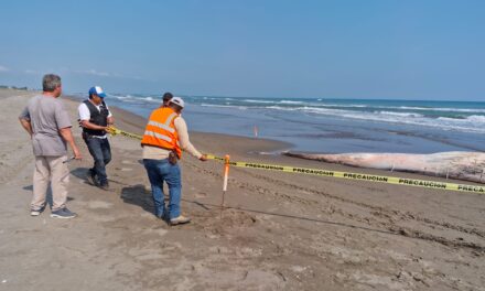 Amanece una ballena muerta en las playas de Nautla