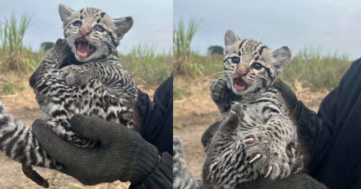 Ocelotes rescatados en El Higo, Veracruz: una muestra de conciencia ambiental