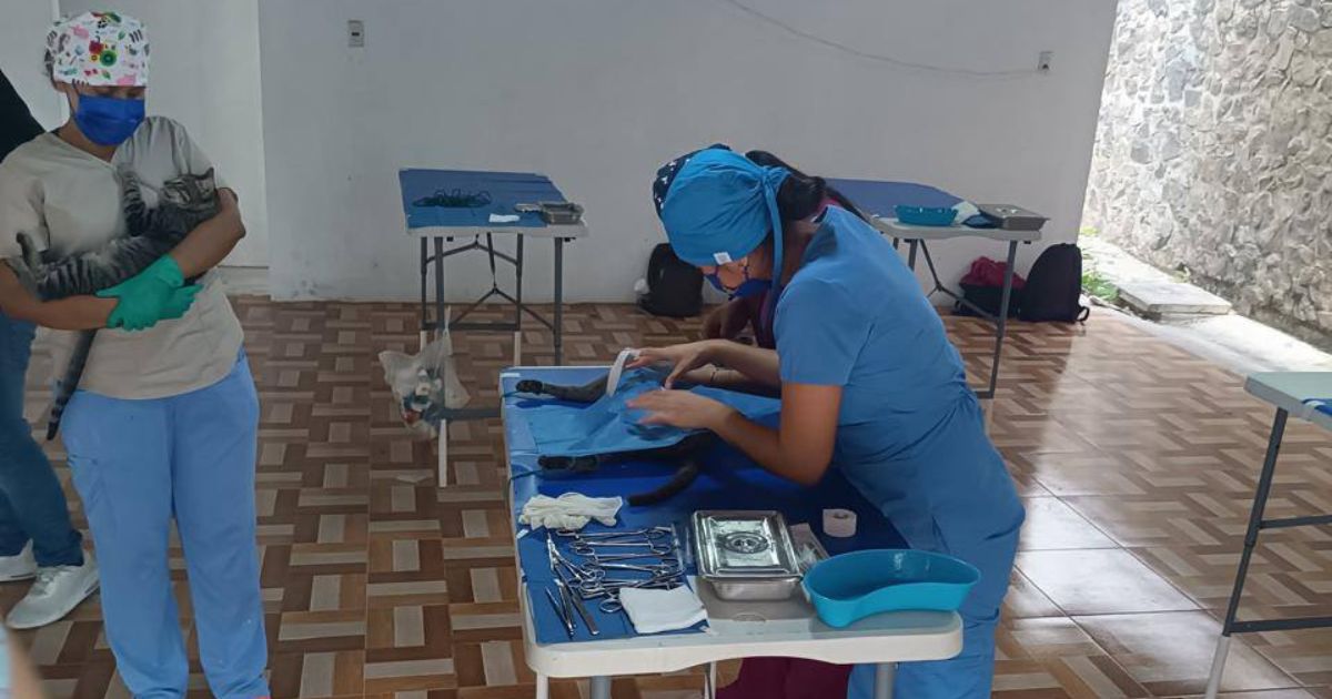 Continúan las jornadas de esterilización de mascotas en Álamo: La próxima será el 06 de abril