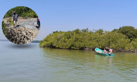 Manglares en peligro: Construcción de un puente en islote de Pueblo Viejo genera controversia