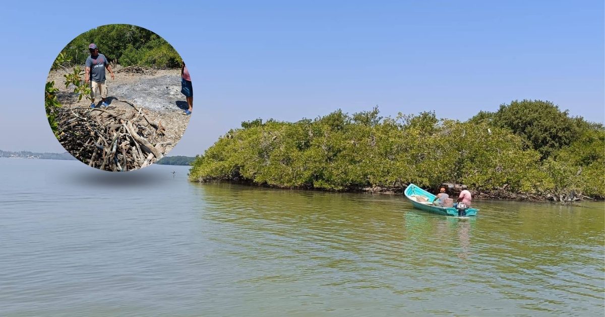 Manglares en peligro: Construcción de un puente en islote de Pueblo Viejo genera controversia