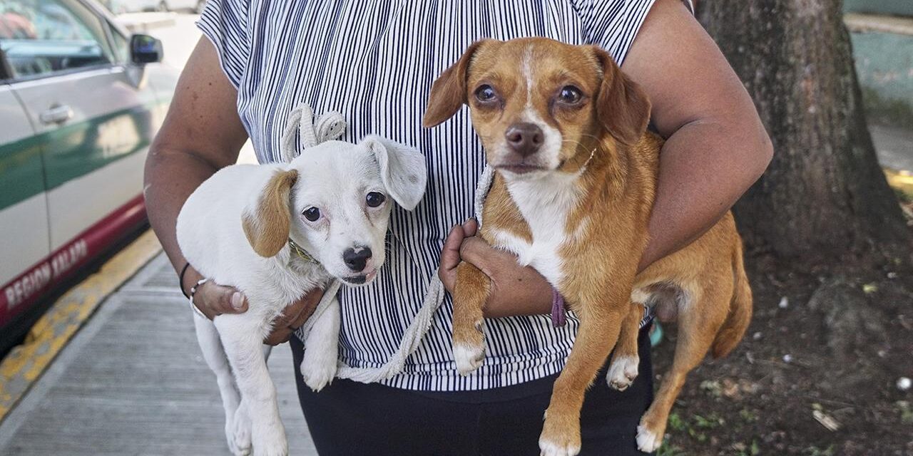 Jurisdicciones sanitarias refuerzan campañas gratuitas de vacunación antirrábica