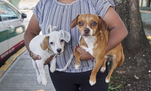 Jurisdicciones sanitarias refuerzan campañas gratuitas de vacunación antirrábica