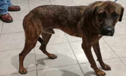 Tuxpan: Rescatan perro maltratado en Petropolis