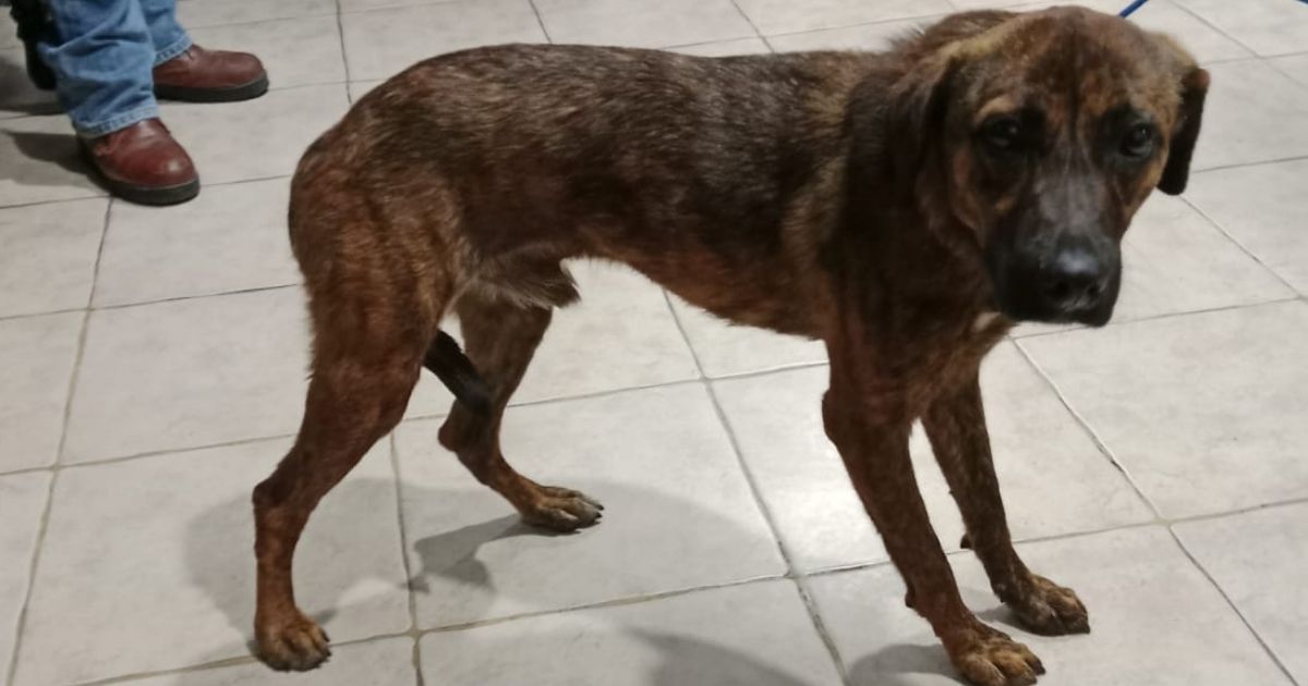 Tuxpan: Rescatan perro maltratado en Petropolis