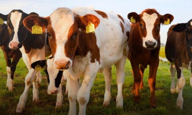 REALIZARÁN PLÁTICA DE “RABIA EN BOVINOS: ESPECIES GANADERAS” EN CITLALTÉPETL