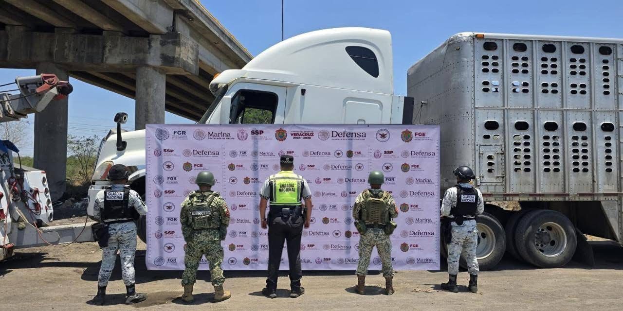 Golpe al abigeato: Aseguran camión con 69 vacas robadas en Tampico Alto