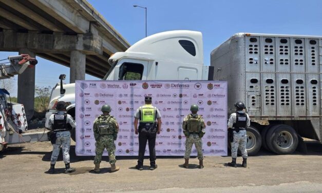 Golpe al abigeato: Aseguran camión con 69 vacas robadas en Tampico Alto