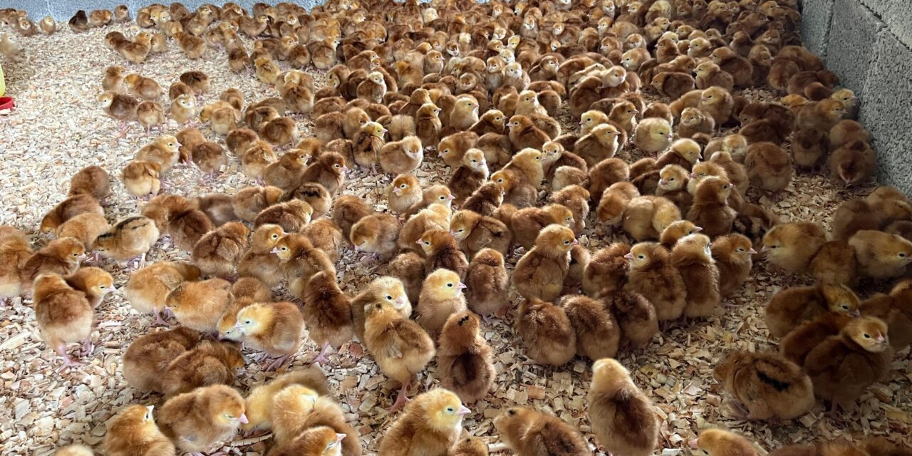 Entregan más de 5000 pollitos de engorda y ponedoras a familias de Ozuluama