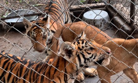 Profepa asegura 75 ejemplares silvestres en Tihuatlán