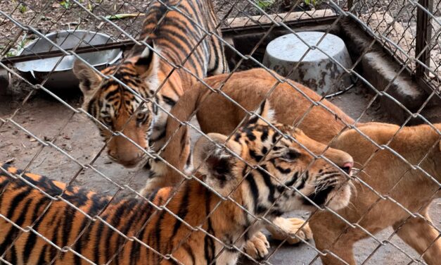 Profepa asegura 75 ejemplares silvestres en Tihuatlán