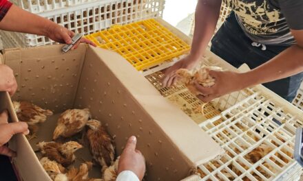 Se entregaron paquetes de pollitas ponedoras a productores de Tuxpan