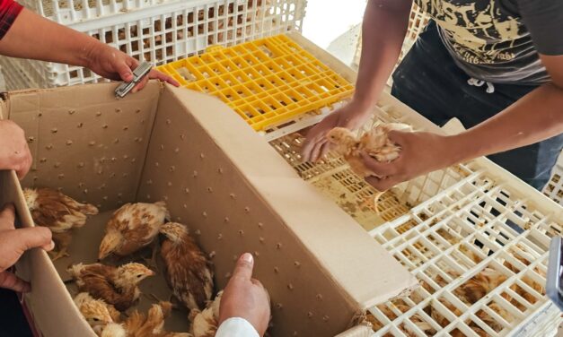 Se entregaron paquetes de pollitas ponedoras a productores de Tuxpan
