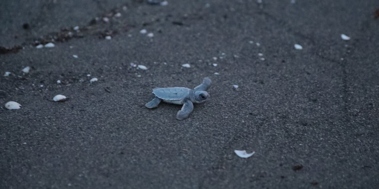 178 crías de tortuga verde liberadas en Nautla