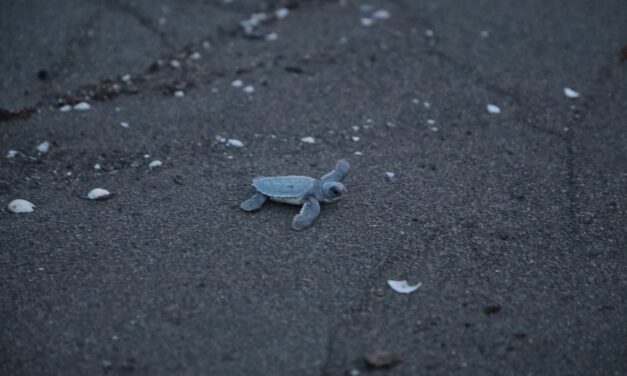 178 crías de tortuga verde liberadas en Nautla