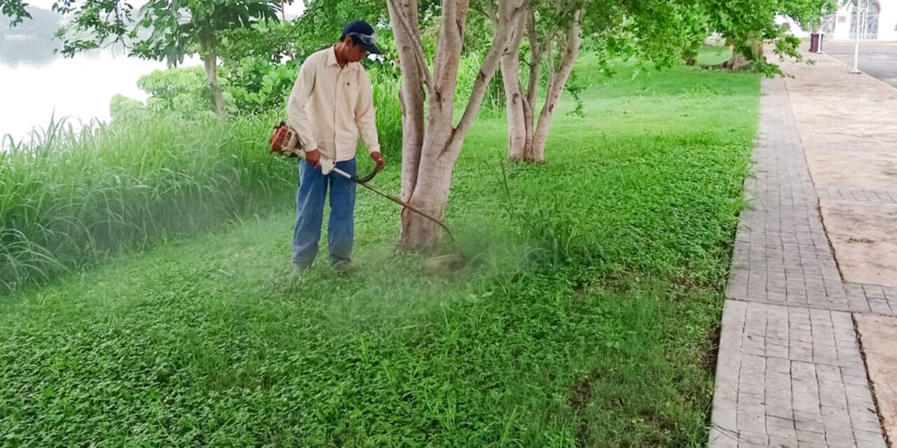 Se intensifica la limpieza y desbroce en áreas verdes de camellones, jardines y parques públicos