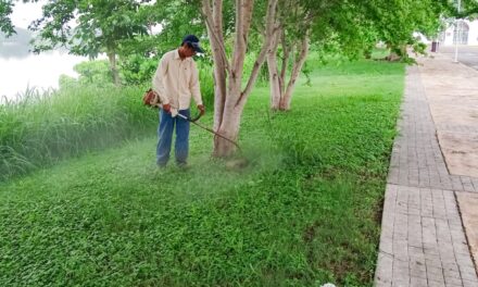 Se intensifica la limpieza y desbroce en áreas verdes de camellones, jardines y parques públicos