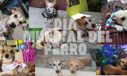 Día Mundial del Perro: Una Llamada a la Conciencia y el Amor Canino