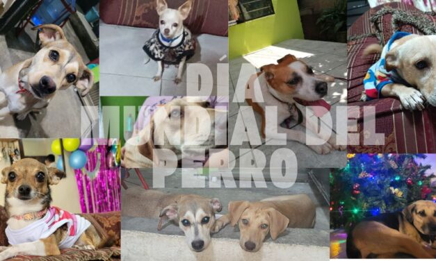 Día Mundial del Perro: Una Llamada a la Conciencia y el Amor Canino