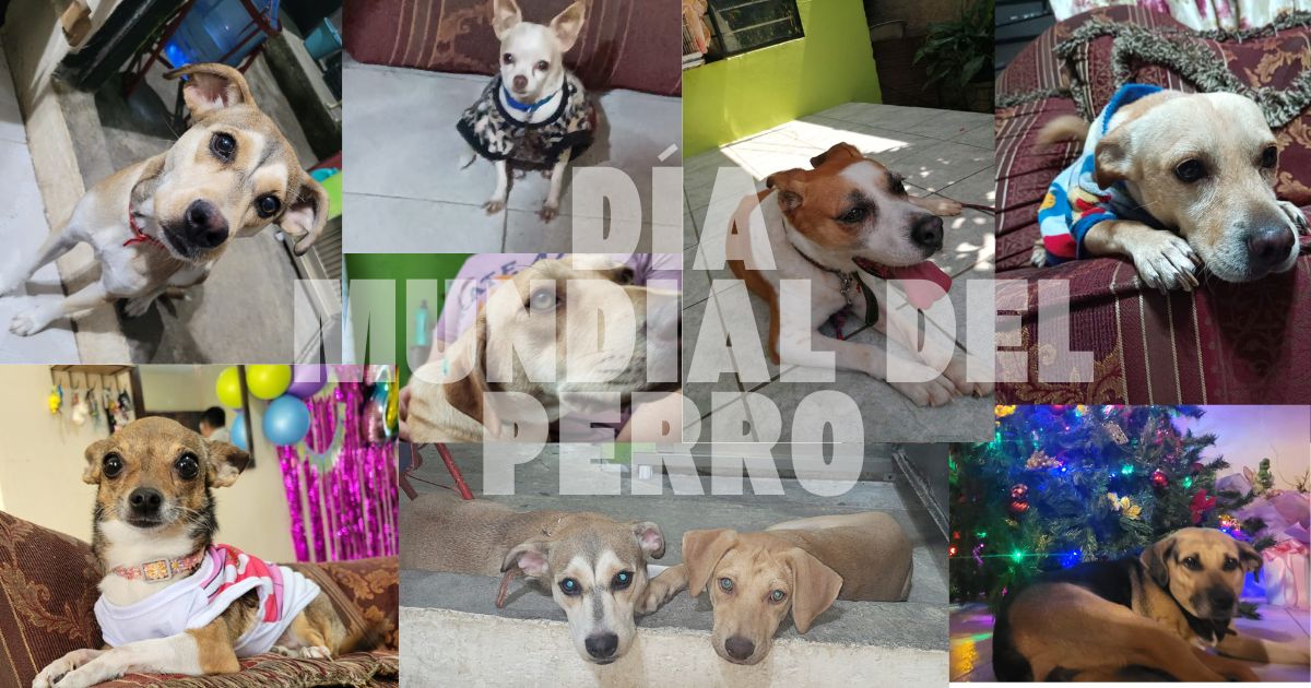 Día Mundial del Perro: Una Llamada a la Conciencia y el Amor Canino