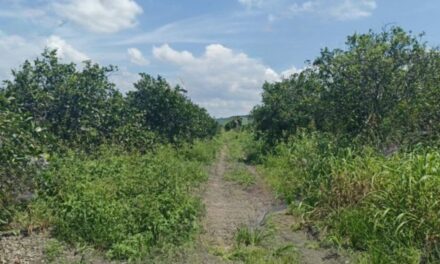 Localizan restos humanos semienterrados en Álamo