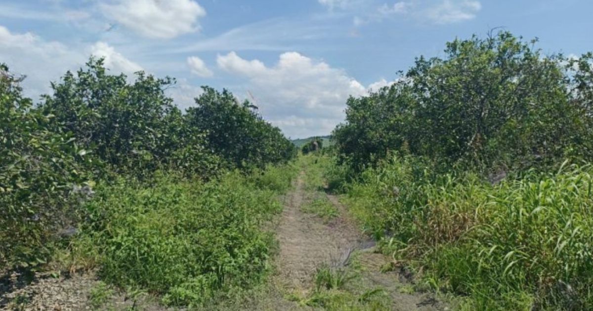 Localizan restos humanos semienterrados en Álamo