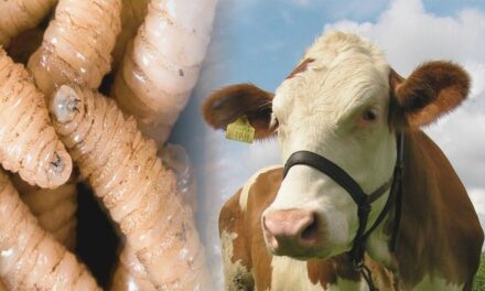 CASOS DE GUSANO BARRENADOR EN VERACRUZ