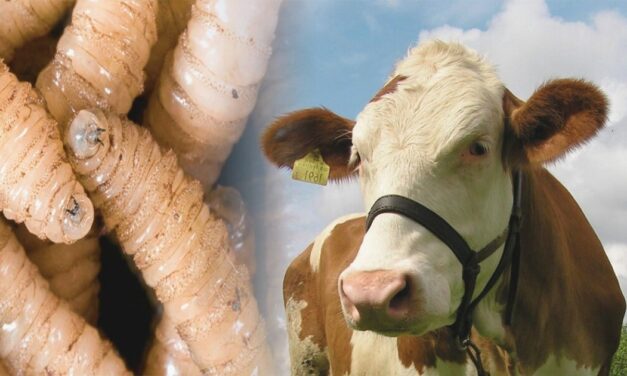 CASOS DE GUSANO BARRENADOR EN VERACRUZ