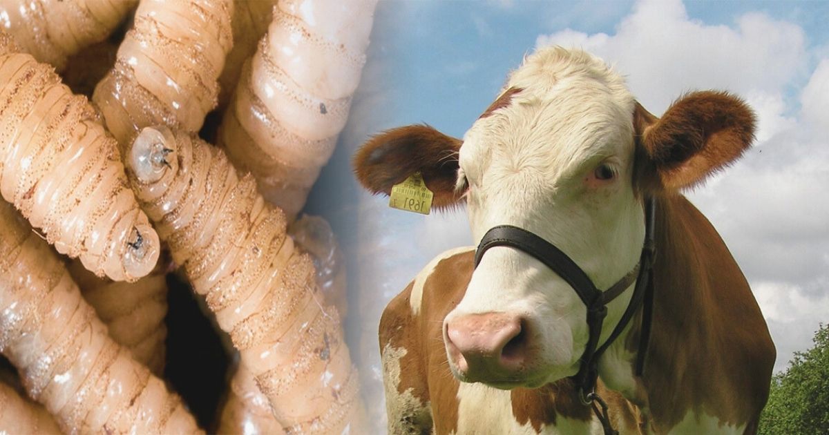 CASOS DE GUSANO BARRENADOR EN VERACRUZ