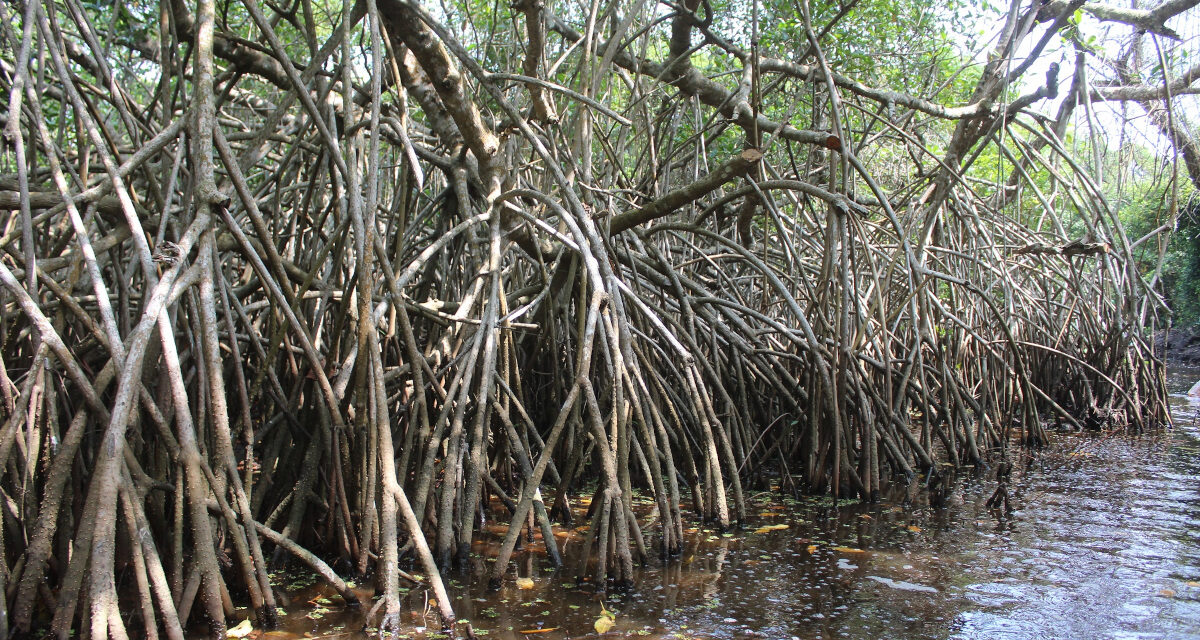 Acción Ciudadana: Sembrar Mangle, una Tarea Sencilla con Grandes Beneficios para Veracruz