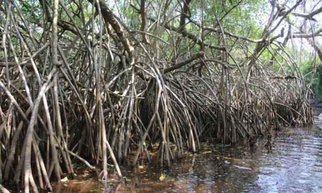 Acción Ciudadana: Sembrar Mangle, una Tarea Sencilla con Grandes Beneficios para Veracruz