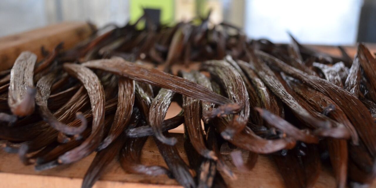 La vainilla del Totonacapan, emblema gastronómico y motor económico