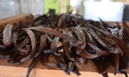 La vainilla del Totonacapan, emblema gastronómico y motor económico