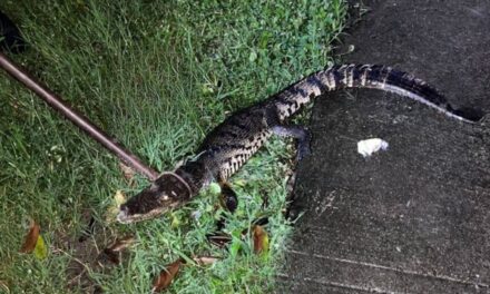 ¡Susto en Papantla! Capturan Cocodrilo en Parque Infantil