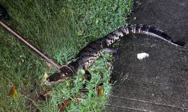 ¡Susto en Papantla! Capturan Cocodrilo en Parque Infantil