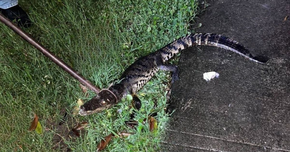 ¡Susto en Papantla! Capturan Cocodrilo en Parque Infantil