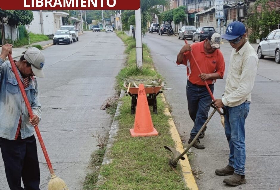 Cuadrillas de Parques y Jardines redoblan esfuerzos realizando chapeo, poda y desbroce en áreas verdes de la ciudad