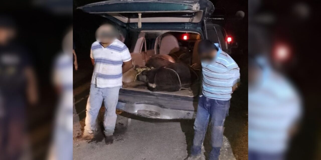 ¡Dos semovientes en una camioneta!: Autoridades detienen a dos sujetos por abigeato en Tantoyuca