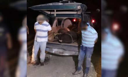 ¡Dos semovientes en una camioneta!: Autoridades detienen a dos sujetos por abigeato en Tantoyuca