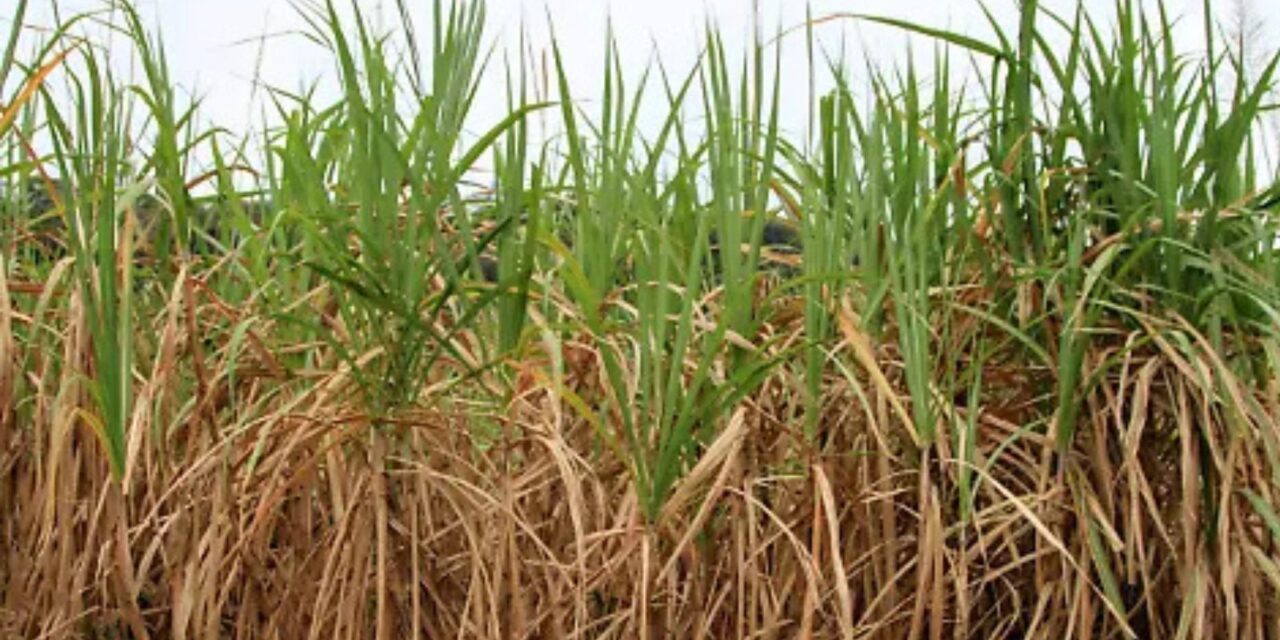 Veracruz celebra nuevo decreto que impulsa al azúcar nacional y beneficia a cañeros