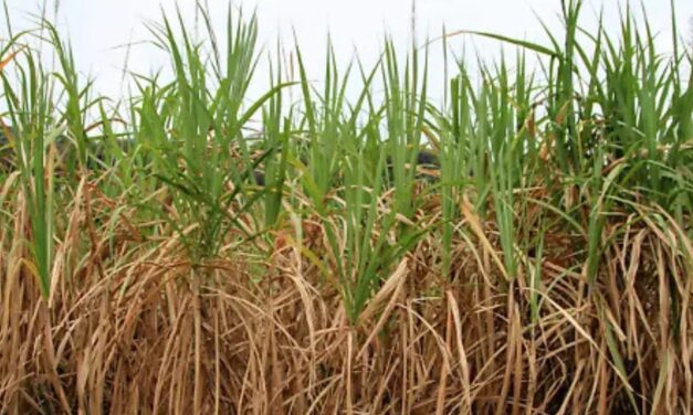 Veracruz celebra nuevo decreto que impulsa al azúcar nacional y beneficia a cañeros