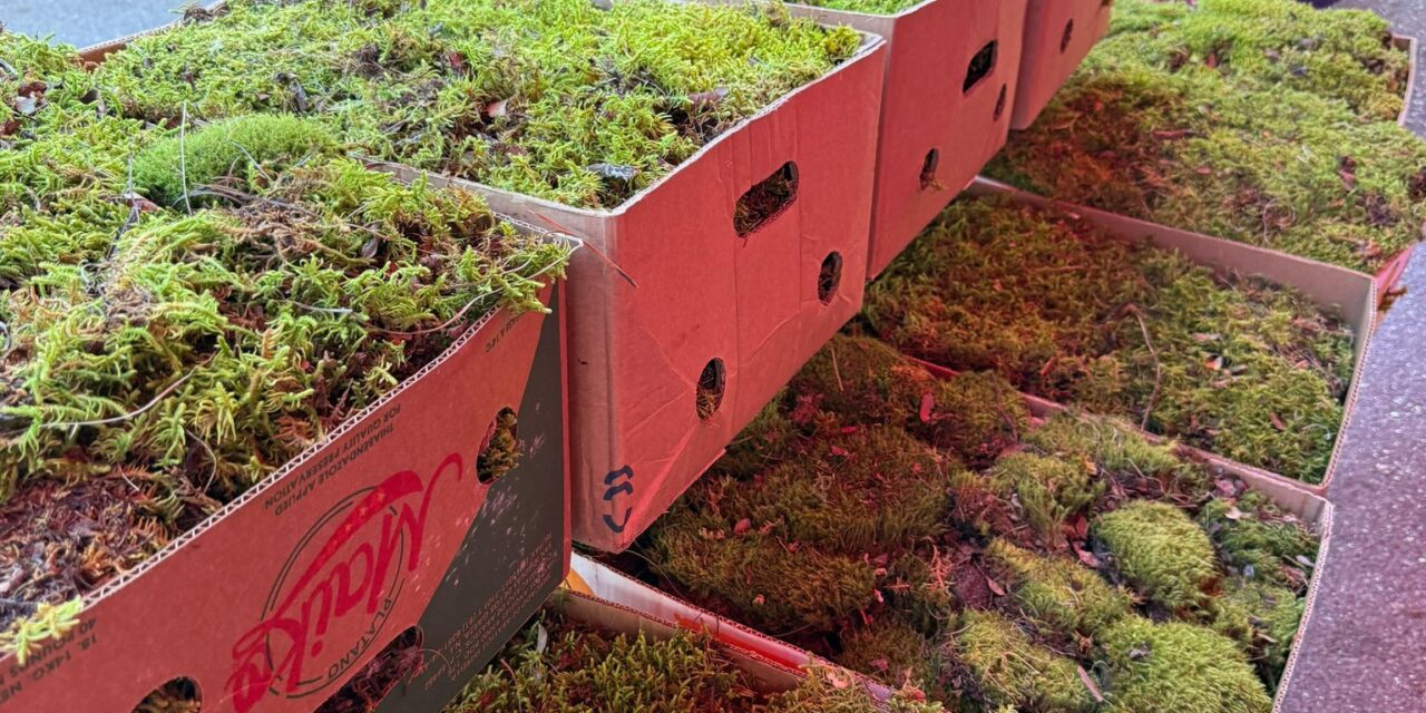 ¡Alerta Ambiental Navideña! Evita la Compra Ilegal de Heno y Musgo y Protege Nuestros Bosques