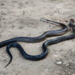 ¡Ay la culebra! – Álamo: Vecina de Temapache se salva de mordedura de serpiente