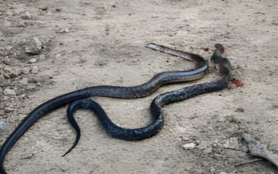 ¡Ay la culebra! – Álamo: Vecina de Temapache se salva de mordedura de serpiente