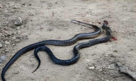 ¡Ay la culebra! – Álamo: Vecina de Temapache se salva de mordedura de serpiente