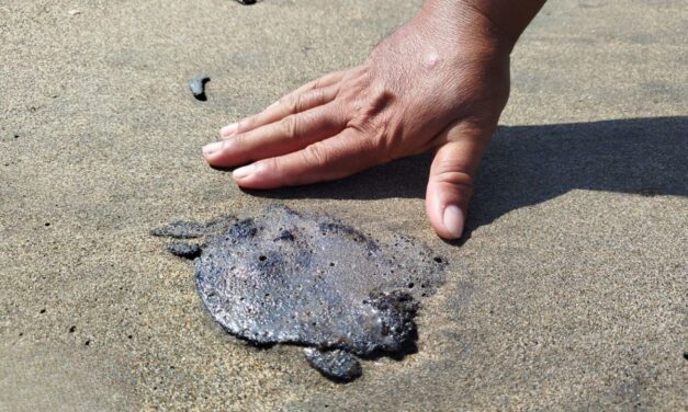 Petróleo envenena playas y una laguna entre Pajapan, Veracruz y Paraíso, Tabasco