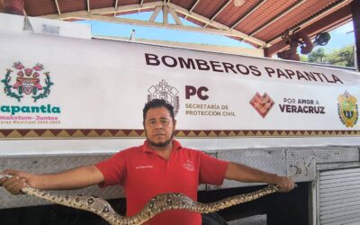MAZACUATE IRRUMPE EN VIVIENDA Y PROVOCA MOMENTOS DE TENSIÓN EN PAPANTLA