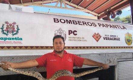 MAZACUATE IRRUMPE EN VIVIENDA Y PROVOCA MOMENTOS DE TENSIÓN EN PAPANTLA