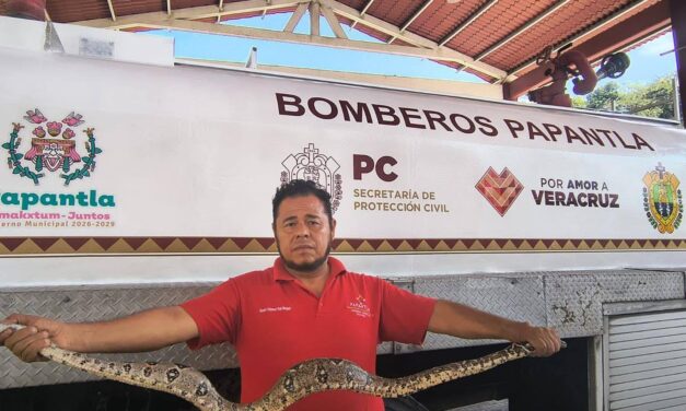 MAZACUATE IRRUMPE EN VIVIENDA Y PROVOCA MOMENTOS DE TENSIÓN EN PAPANTLA