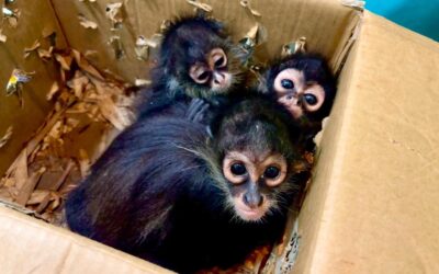Resguardan tres monos araña en Poza Rica; fueron trasladados a UMA para su protección